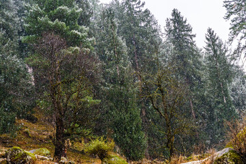 Fototapeta na wymiar Winter landscape with snow falling on Alpine trees in Himalayas