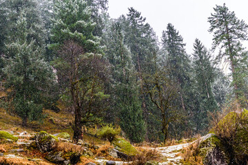 Fototapeta na wymiar Winter landscape with snow falling on Alpine trees in Himalayas
