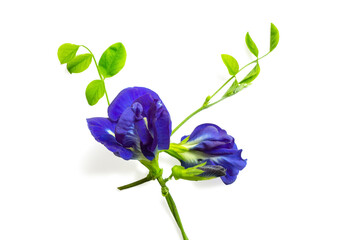 Fototapeta na wymiar Blue pea, bluebell vine or butterfly pea and cordofan, isolated with clipping path