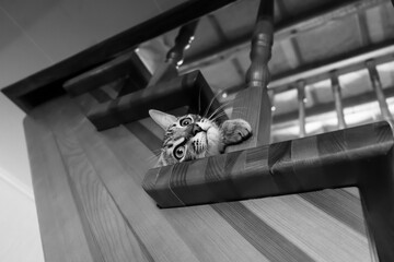 A small naughty kitten climbed a wooden staircase. Black and white photo. - Powered by Adobe