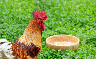 A rooster and a bowl of grain