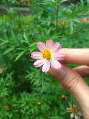 King's Salad Or Cosmos caudatus (Kenikir / ulam raja) palnts flower.

Cosmos caudatus is edible and its common names include kenikir (Indonesia). the leaves of this plant are used for salad.