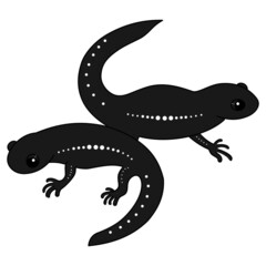 シンプルな線で描かれた2匹のサンショウウオ。体は濡れて光っている。