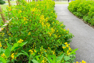 Gold shower known as Galphimia is a yellow flowering shrub