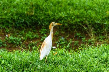 Cattle egret wandering in the grassland
