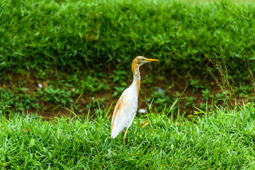 Cattle egret wandering in the grassland
