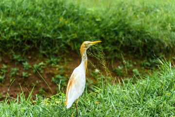 Cattle egret wandering in the grassland
