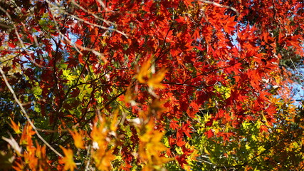秋の紅葉の風景