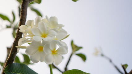 A bouquet of petals Plumeria blooming know as Temple tree, Frangipani, Graveyard tree