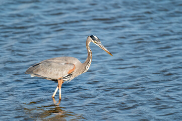 great blue heron