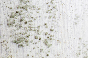 Existing mold fungus growth on furniture wood in room with humid air in the rainy season.