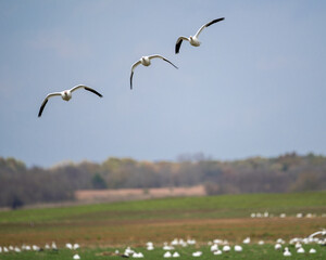 seagulls in flight