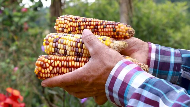 Man's hands holding creole corn cobs that have grains with diverse colors
