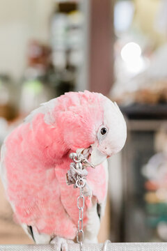 Pink Bird In a cage