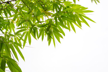Upward view branches of green Bamboo leaf on white background with copy space