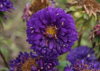 Autumn flower