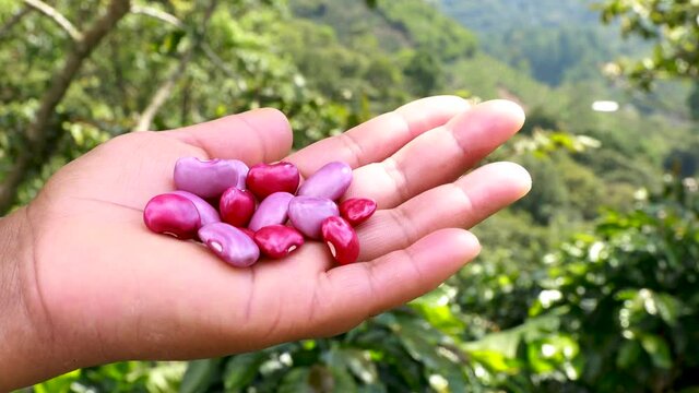 Woman&acute;&acute; s hand holding a bunch of red creole beans that are a traditional food in Honduras