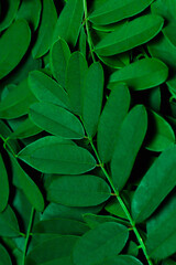 Background with dark green leaves, fresh flat background