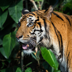 Close-up of a tiger's face. (Panthera tigris corbetti)