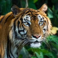 Close-up of a tiger's face. (Panthera tigris corbetti)