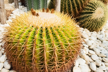 Golden barrel cactus, Botanicactus Park
