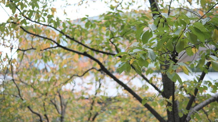 Fototapeta premium branch of a tree