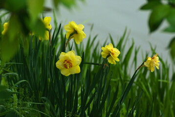 yellow daffodils in the garden