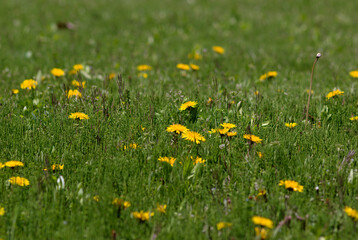 yellow dandelions on grass