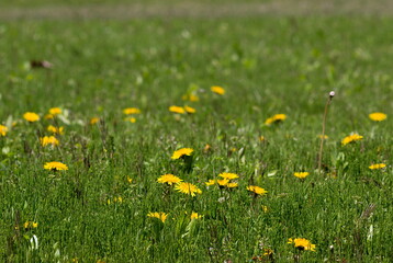 field of dandelions