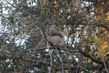dogs, squirrels, foliage
