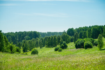 Green field with trees in the middle of hot summer day. Summer landscape.
