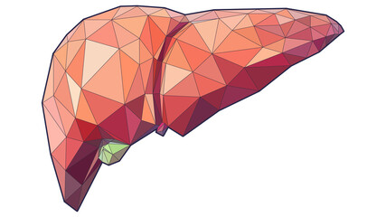 Liver lowpoly