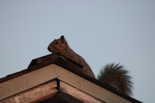 These pictures are set the backyard of a neighborhood. Squirrels, spiders and birds with a back drop of foliage beautiful and green.