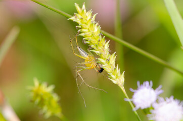 Fototapeta premium Close up small spider sitting on a green grass on background ( asia garden )