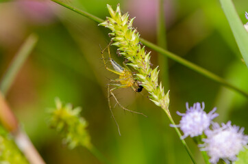Close up small spider sitting on a green grass on background ( asia garden )