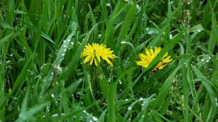 yellow dandelions in grass