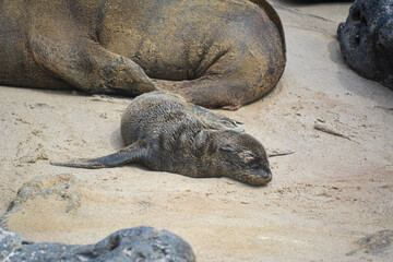 Cria de lobo marino durmiendo junto a su madre