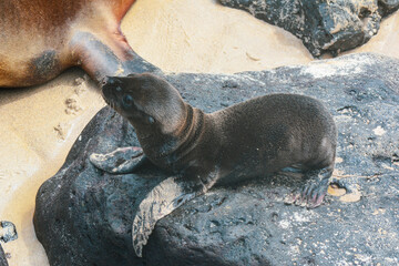 Lobo marino bebe de galápagos reposando sobre una roca
