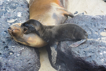 Lobo marino bebe de galápagos jugando con su madre 