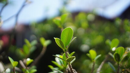 Leaf buds against a stunning blurred background