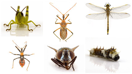 Collage Of Insects On White Background