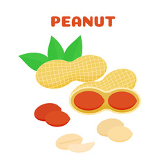 Vector illustration set of peanut nuts isolated on white background. Various types of peanuts, in shell, chopped and peeled. Design template, for website, social networks.