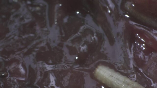 Extreme macro, multiples maggots crawl on dead rotting flesh, circle of life