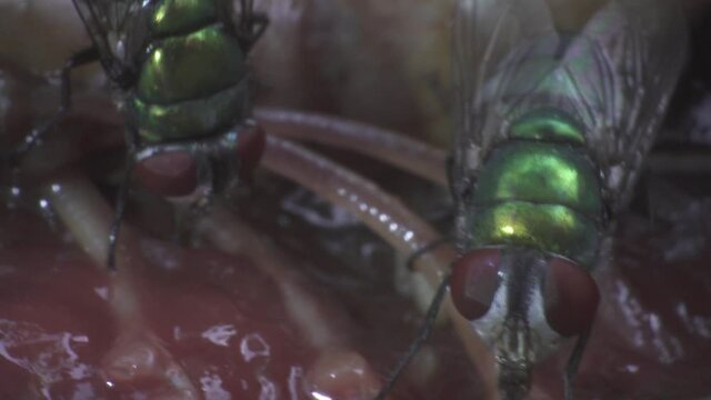 Extreme macro, multiples flies munch on dead rotting flesh, circle of life