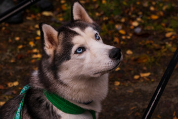 portrait of a husky dog