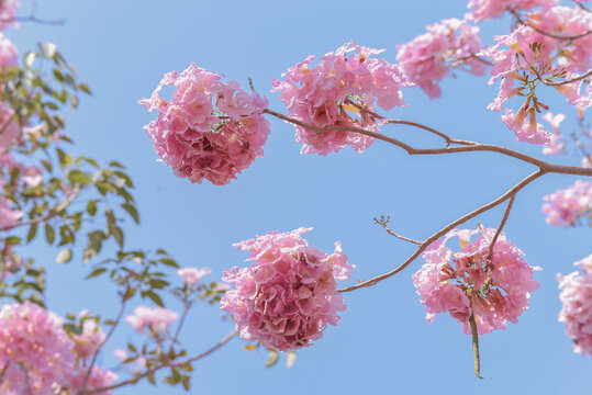 Pink tabebuia rosea flower with blue sky background.