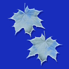 Glass maple leaves close-up on a blue background. Decorative holiday composition. New year's abstract, drawing for printing.