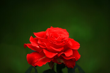 Art photo rose isolated on the black natural blurred background. Closeup. For design, texture, background. Nature.