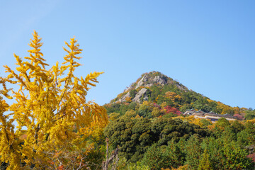 Fototapeta premium 秋の太郎坊山の紅葉と黄色いイチョウ 