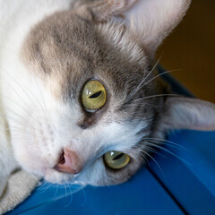 Close-up Head of Tabby Cat Lying Down on Blue Plastic Box